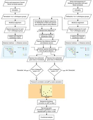 Toward novel treatment against filariasis: Insight into genome-wide co-evolutionary analysis of filarial nematodes and Wolbachia